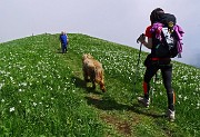 31 Salendo i dossi del Linzone, imbiancati di narcisi